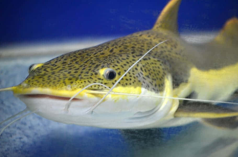 Channel Catfish, yellow spotted, long whiskers, SD Desktop Wallpaper