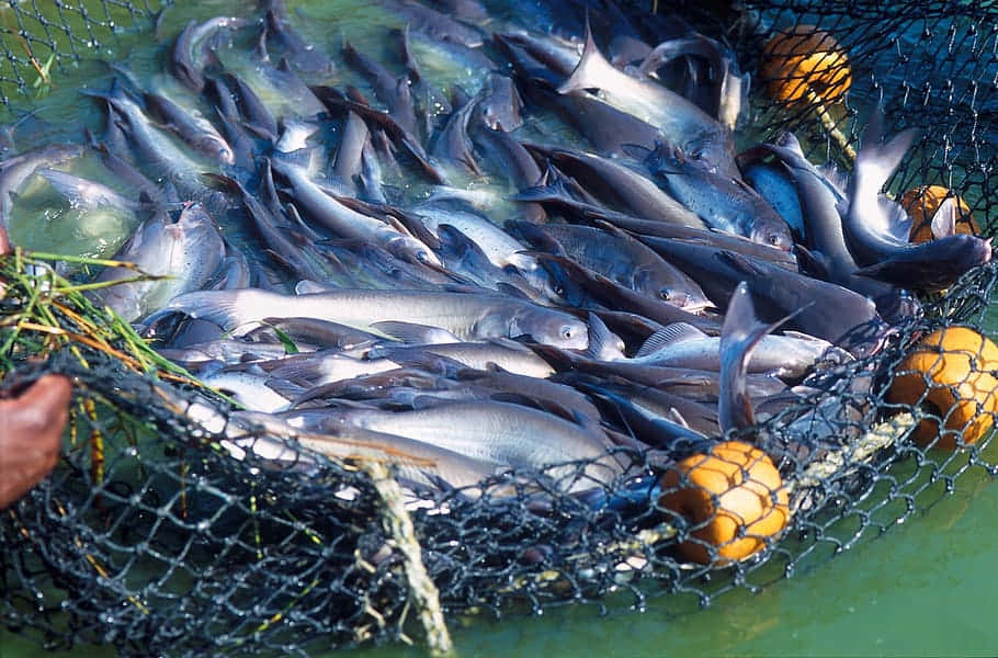 Channel Catfish, silver fish, black mesh net, SD Desktop Wallpaper