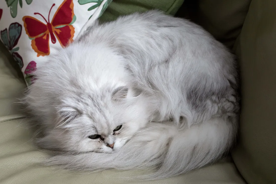 Chantilly-Tiffany