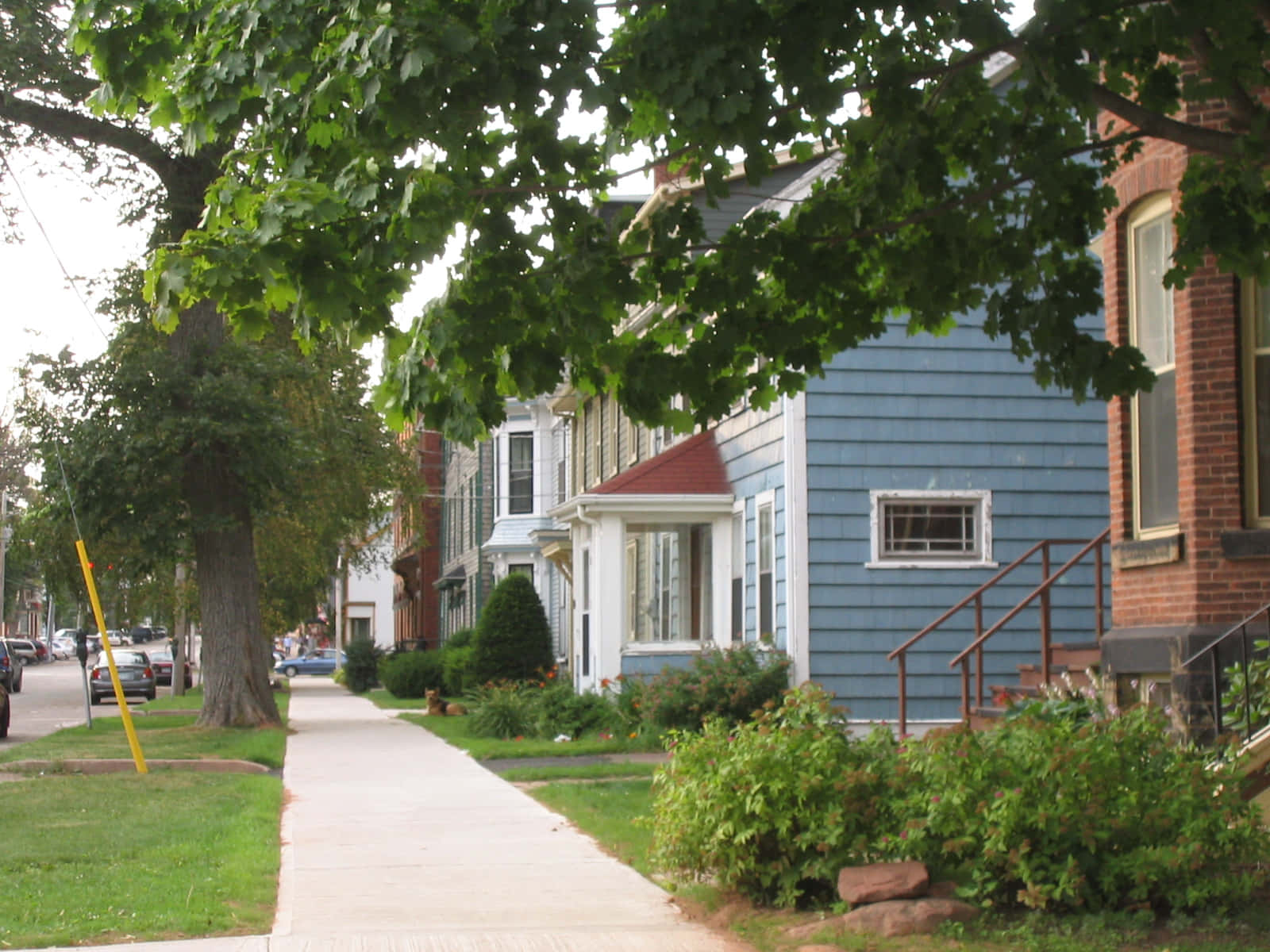 Charlottetown, residential street scene, tree-lined sidewalk, HD Desktop Wallpaper