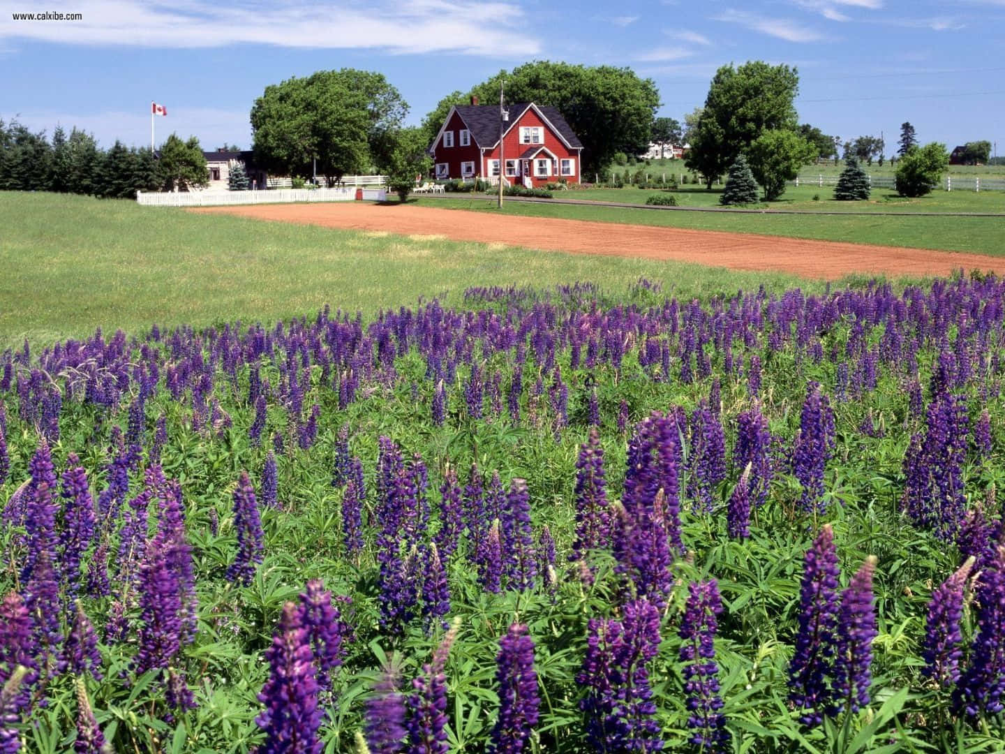 purple lupines, Charlottetown, P E I, HD Desktop Wallpaper