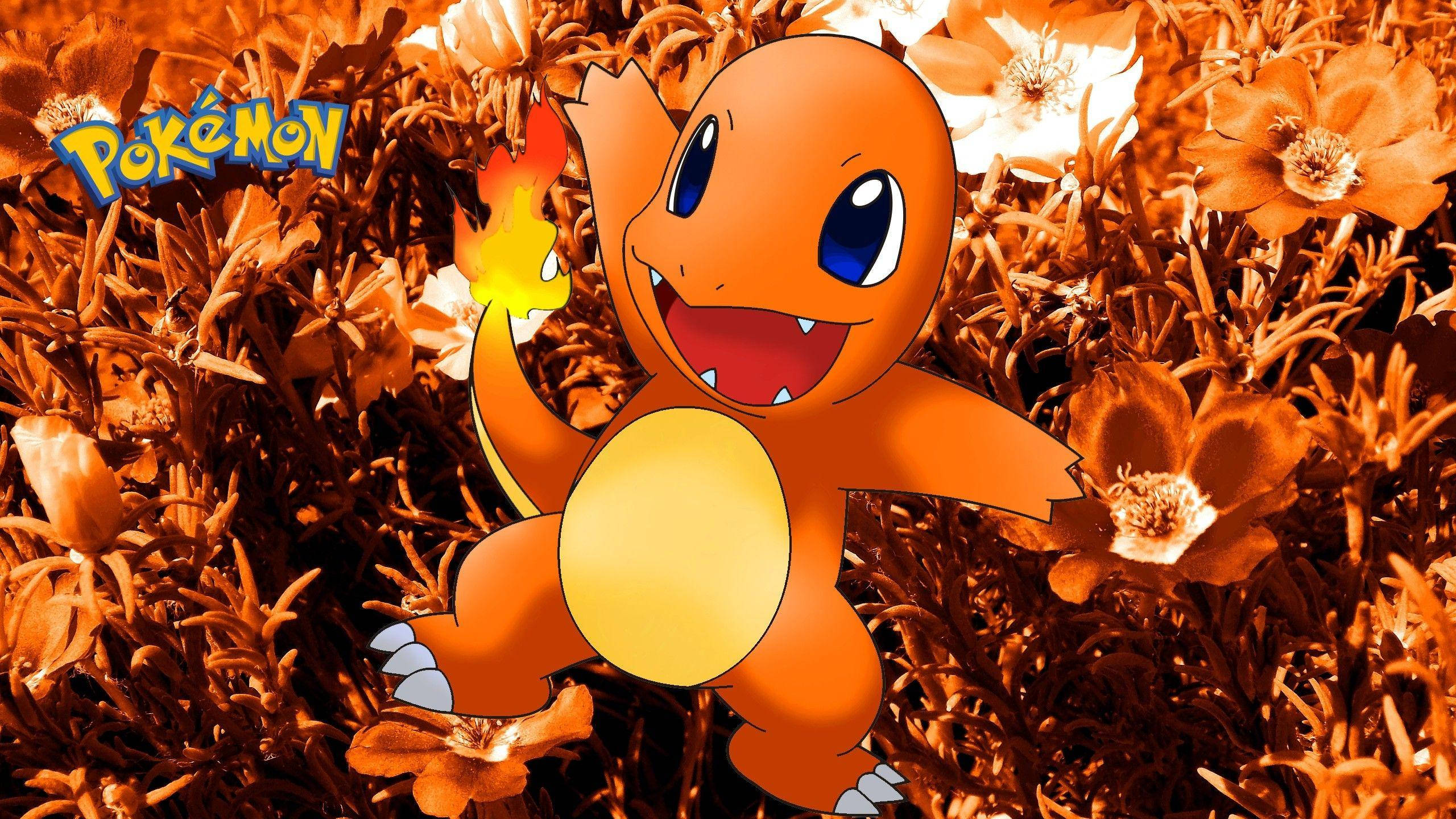 Charmander, flame tail, field of orange flowers, 2K Desktop Wallpaper
