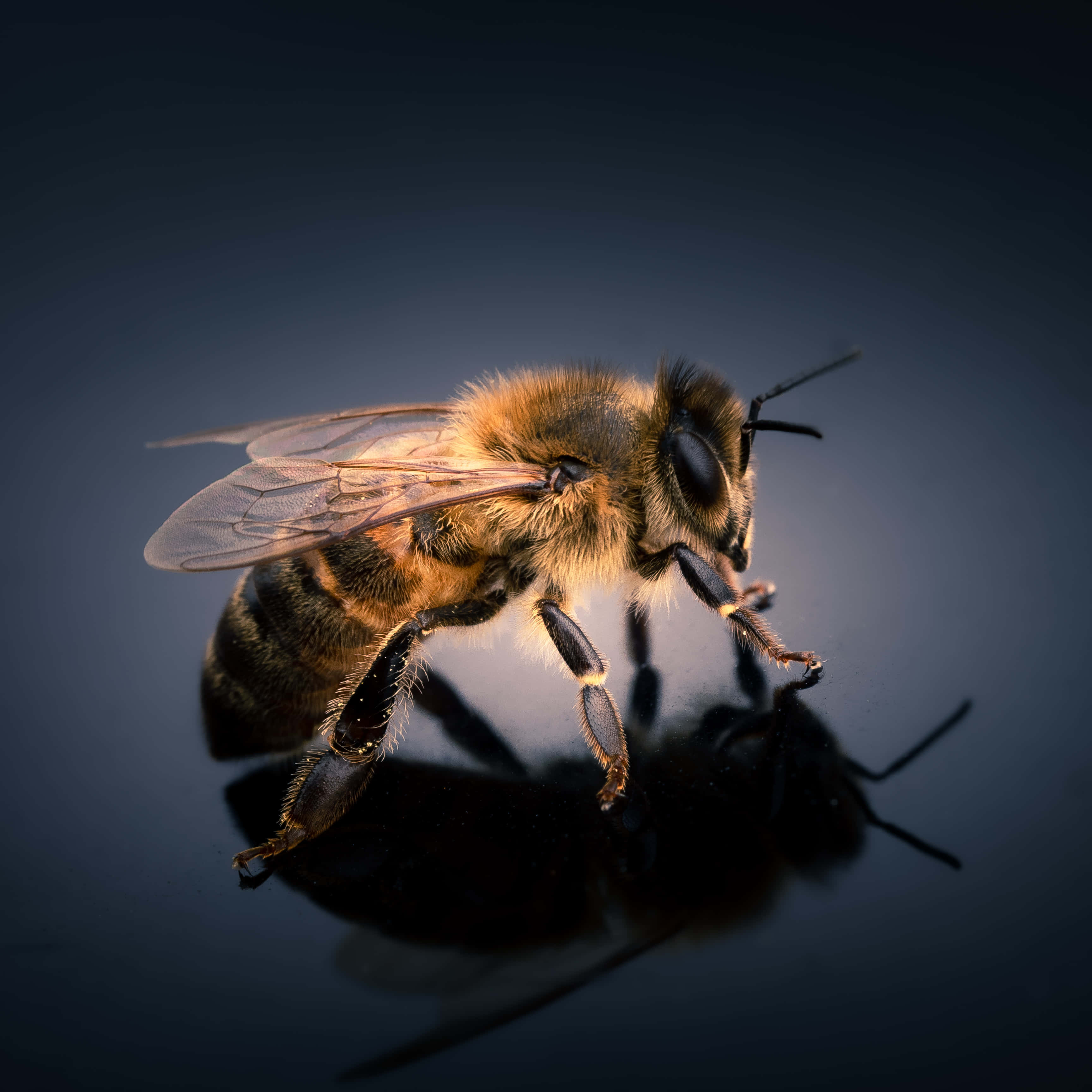 vintage bee, honeybee, golden-brown fur, 2K Desktop Wallpaper