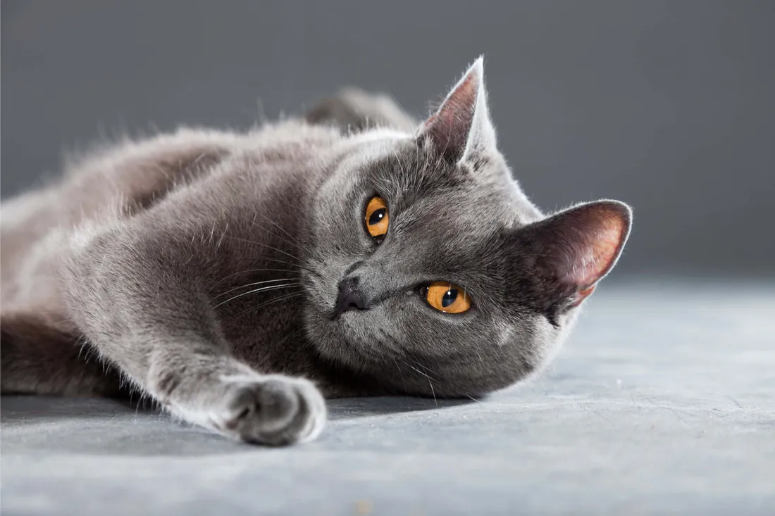 Chartreux
