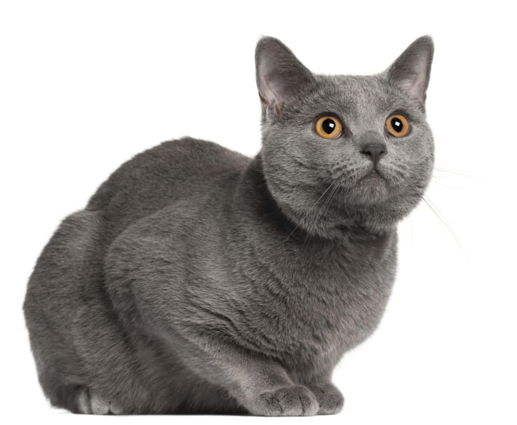 Chartreux, gray cat, amber eyes, SD Desktop Wallpaper