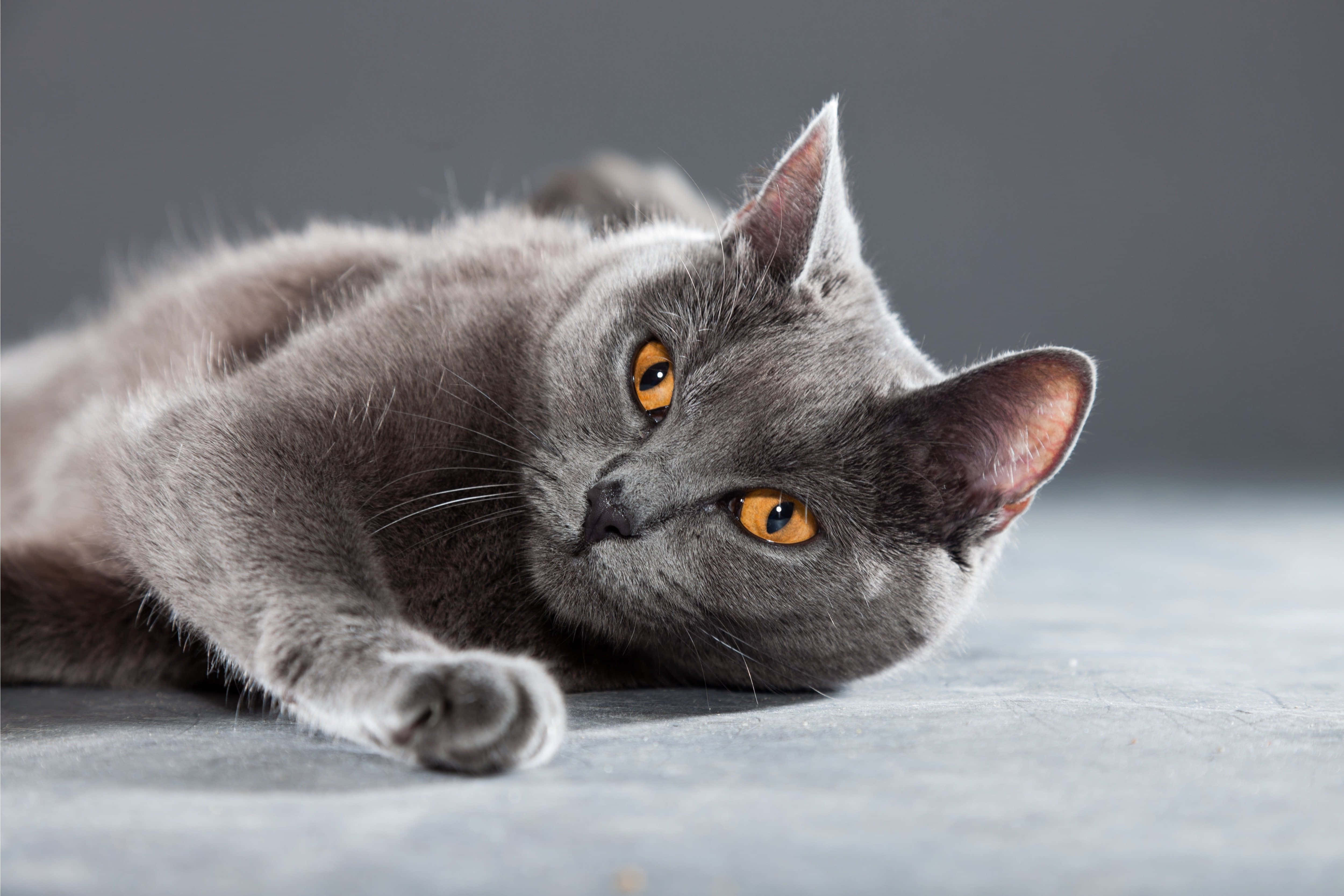 Chartreux, gray cat, amber eyes, 4K Desktop Wallpaper