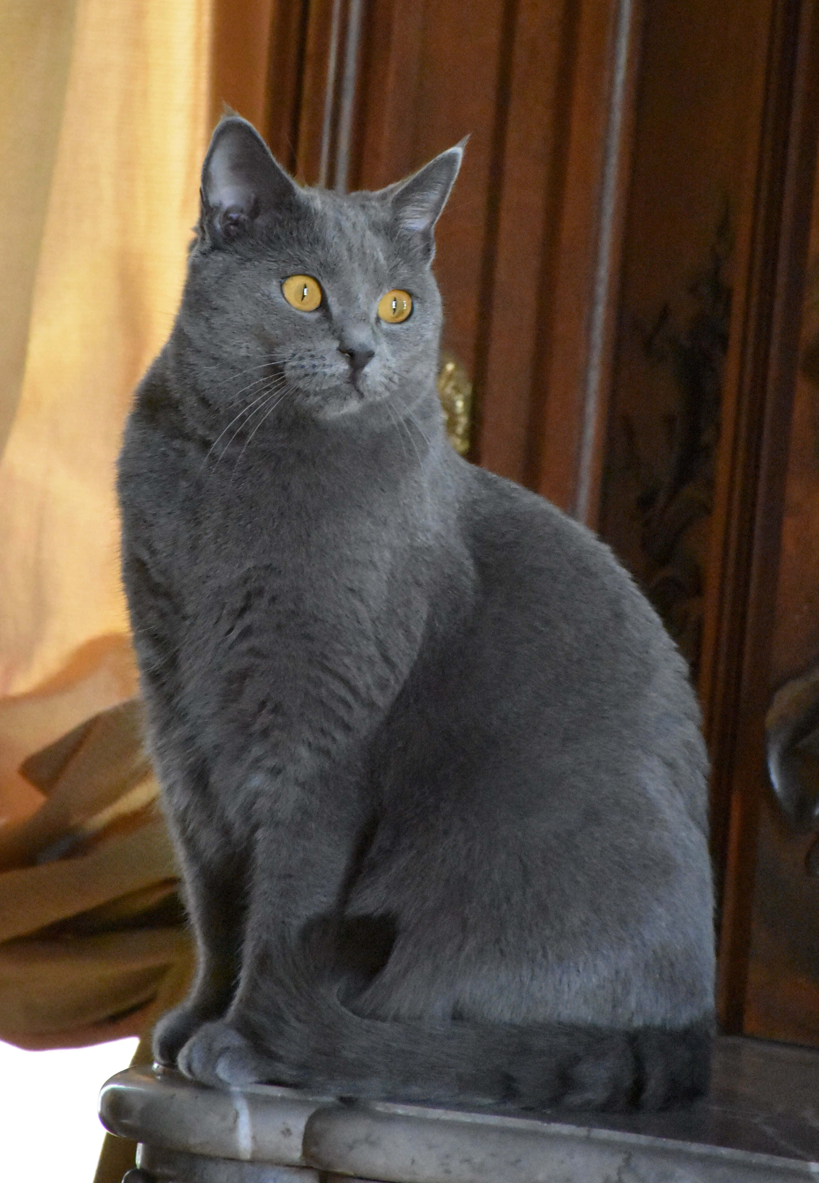 Chartreux, gray cat, yellow eyes, 4K Phone Wallpaper