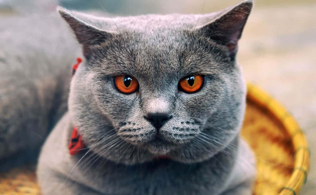 Chartreux, gray British Shorthair cat, orange eyes, SD Desktop Wallpaper