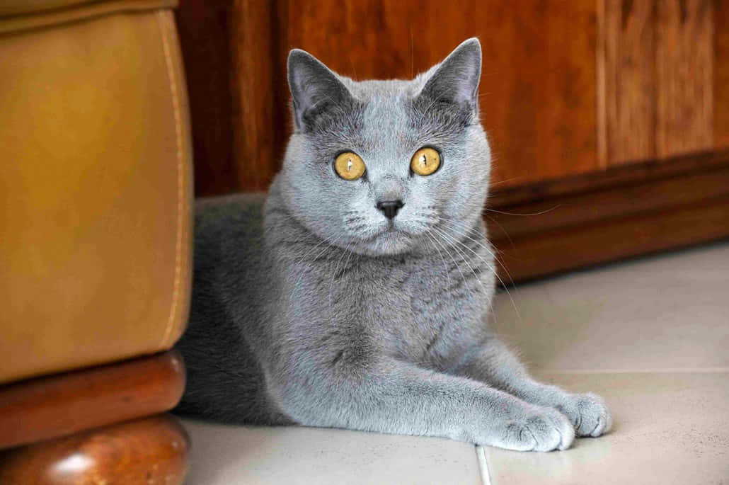 Chartreux, stone pathway, tiled floor, SD Desktop Wallpaper