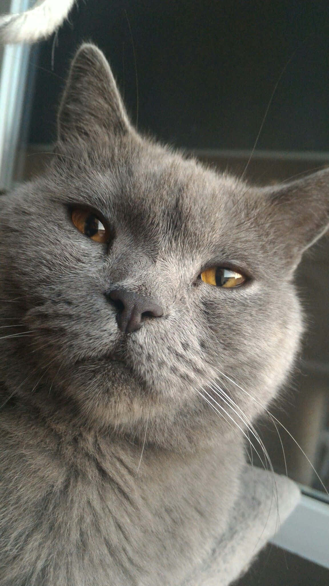 Chartreux, gray British Shorthair cat, amber eyes, Full HD Phone Wallpaper