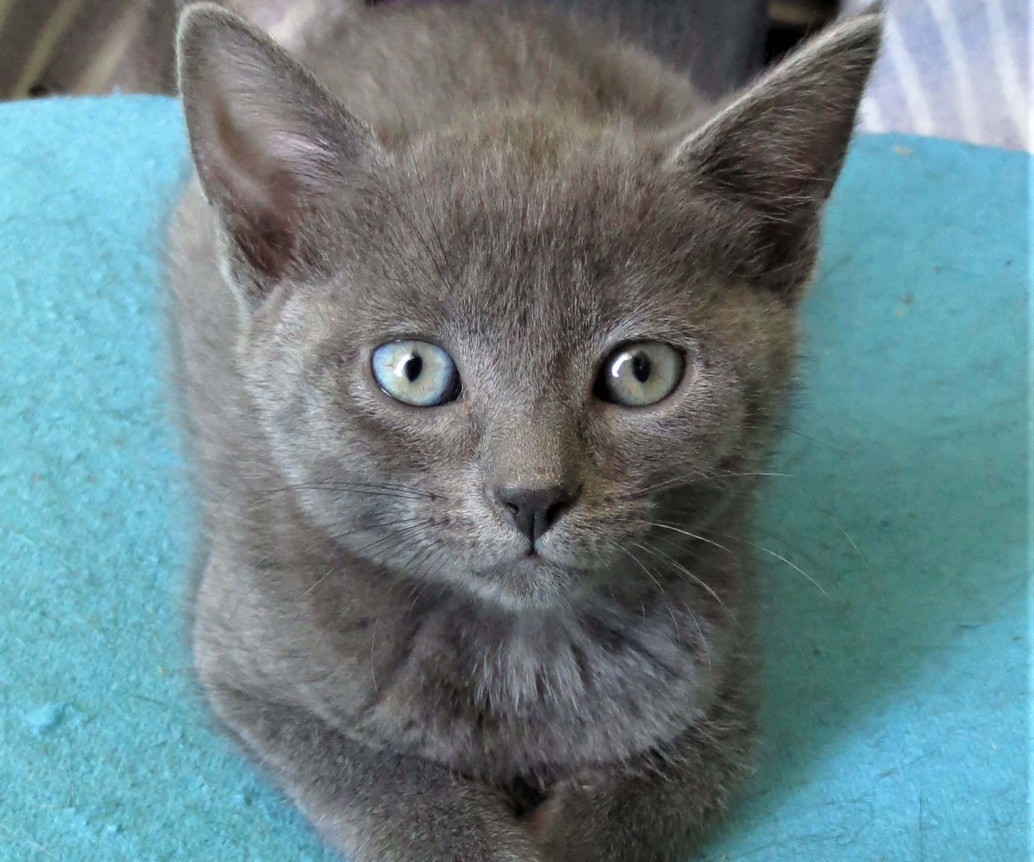Chartreux, gray kitten, bright blue eyes, Full HD Desktop Wallpaper