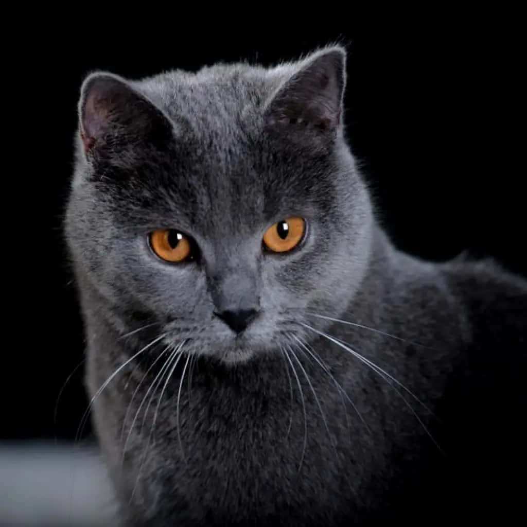 Chartreux, gray cat, orange eyes, SD Desktop Wallpaper