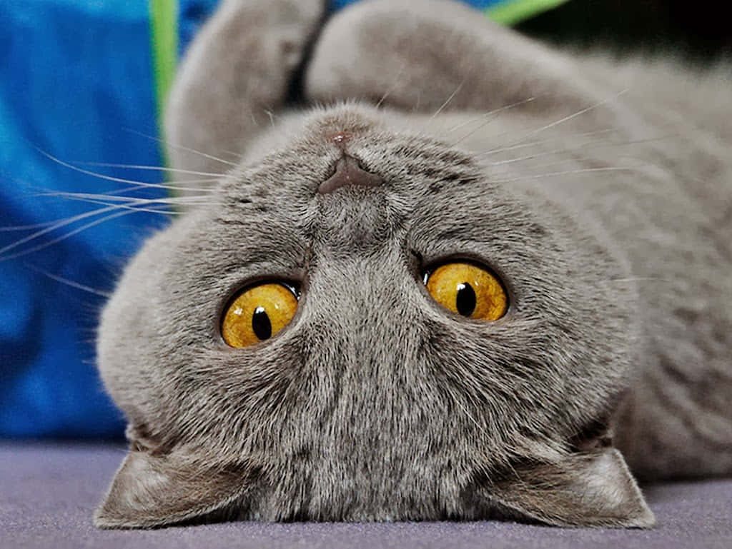 Chartreux, gray cat, bright yellow eyes, SD Desktop Wallpaper