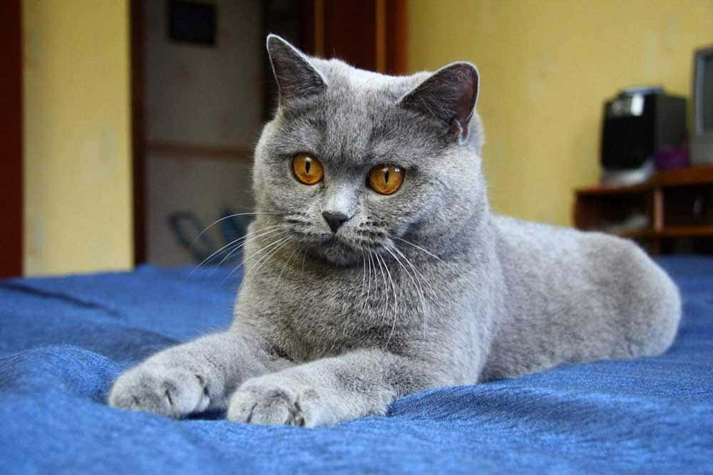 Chartreux, fluffy gray British Shorthair, amber eyes, SD Desktop Wallpaper