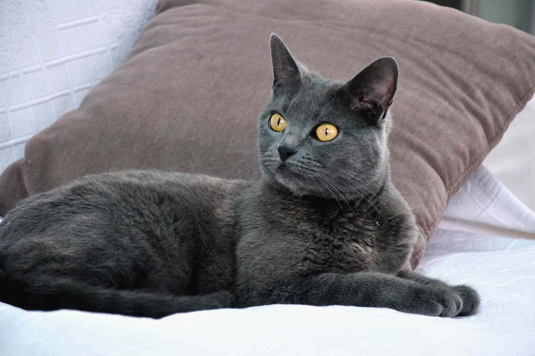 Chartreux, gray cat, yellow eyes, Full HD Desktop Wallpaper