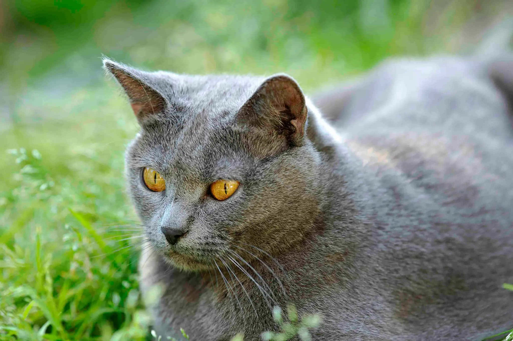 Chartreux, 2048 x 1363, amber eyes, Full HD Desktop Wallpaper