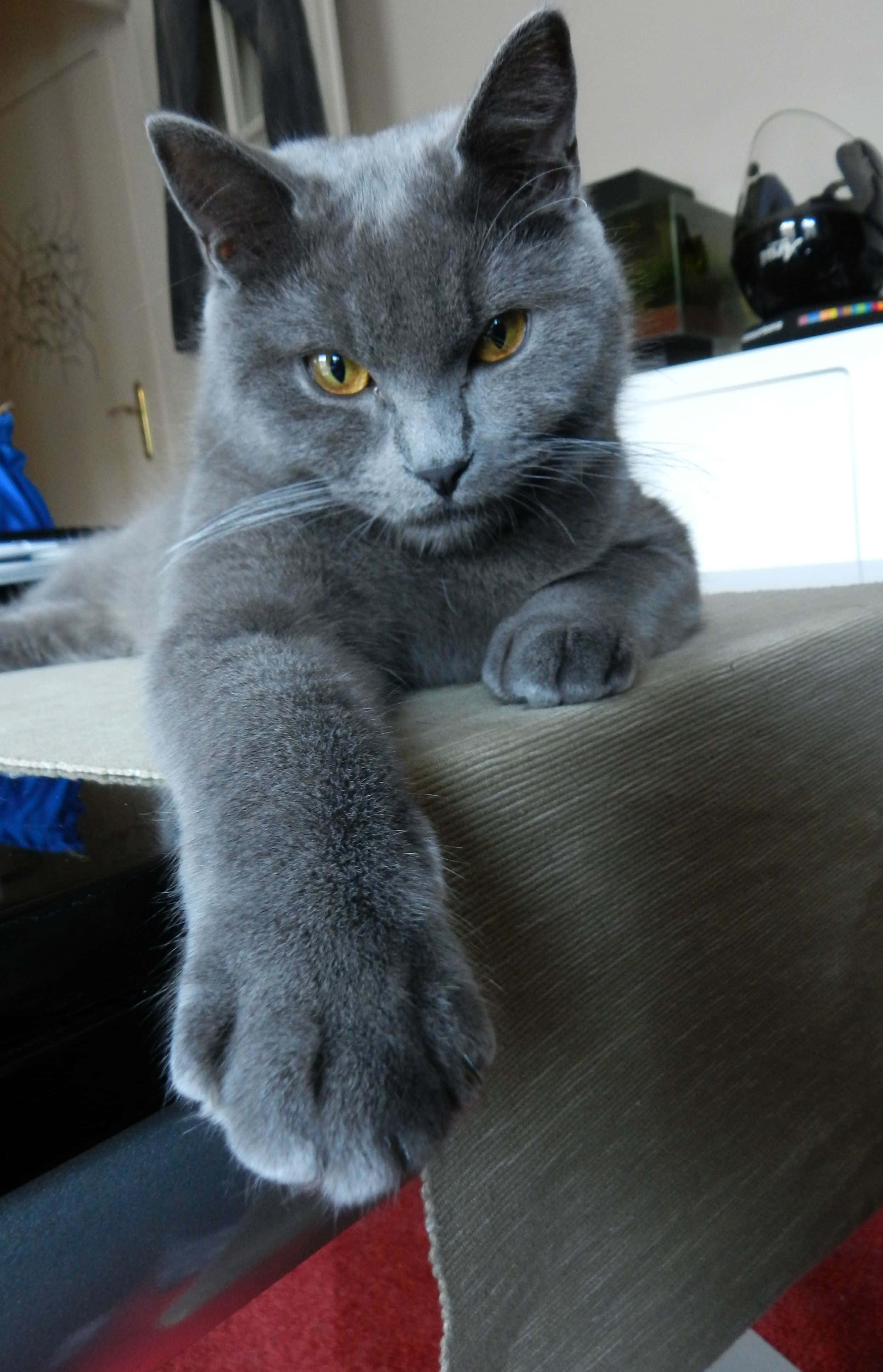 Chartreux, gray cat, yellow eyes, 4K Phone Wallpaper