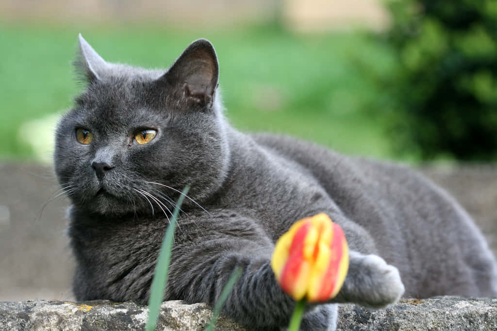 Chartreux, gray British Shorthair cat, stone wall, SD Desktop Wallpaper