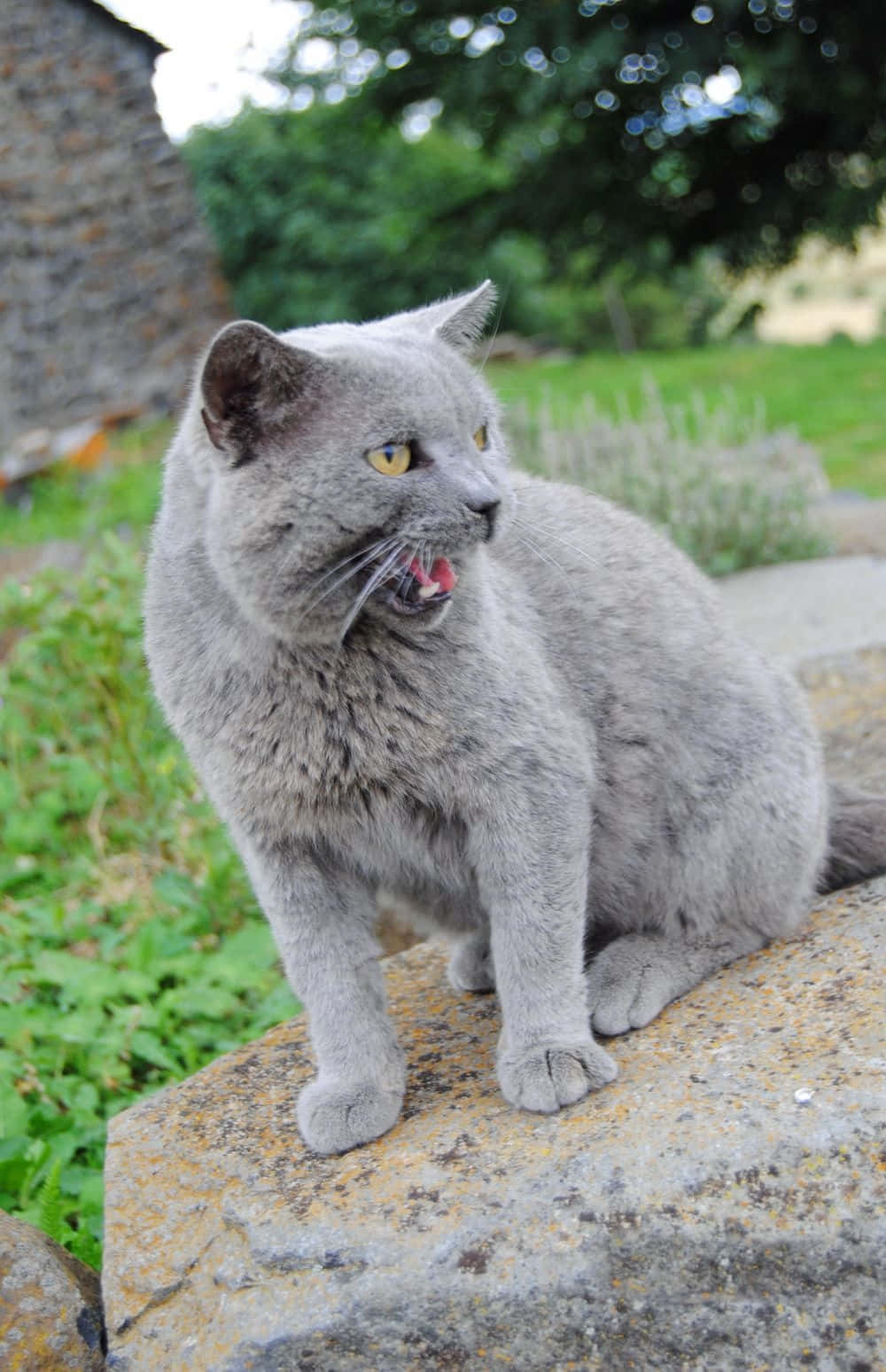 Chartreux, gray British Shorthair cat, sunlit rock, HD Phone Wallpaper