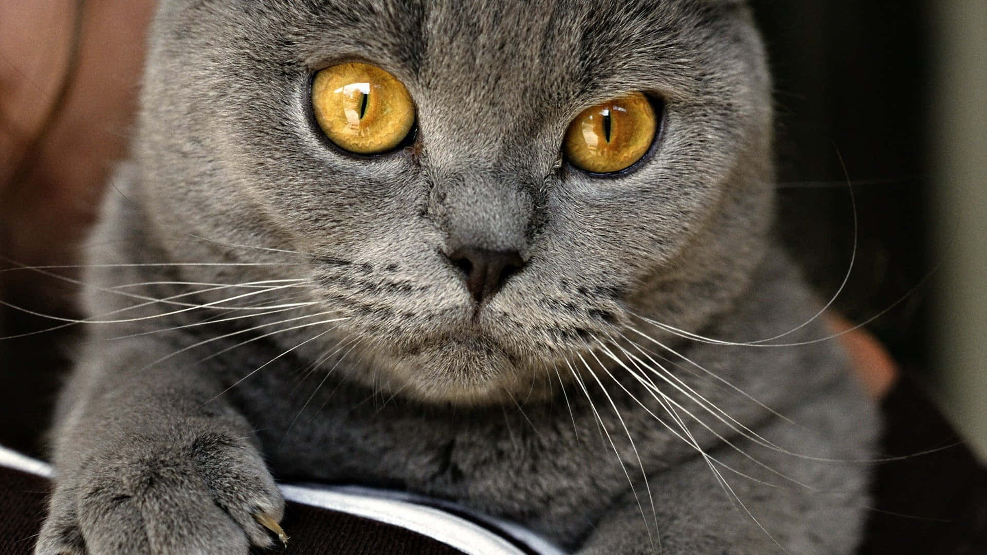 Chartreux, gray British Shorthair, golden eyes, Full HD Desktop Wallpaper