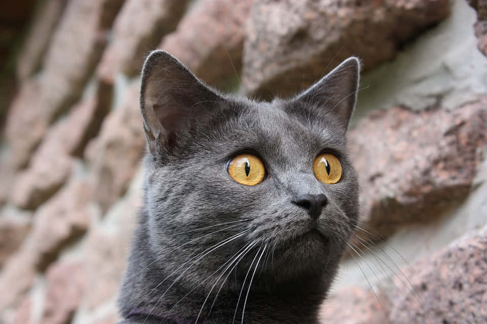 Chartreux, gray cat, golden eyes, SD Desktop Wallpaper