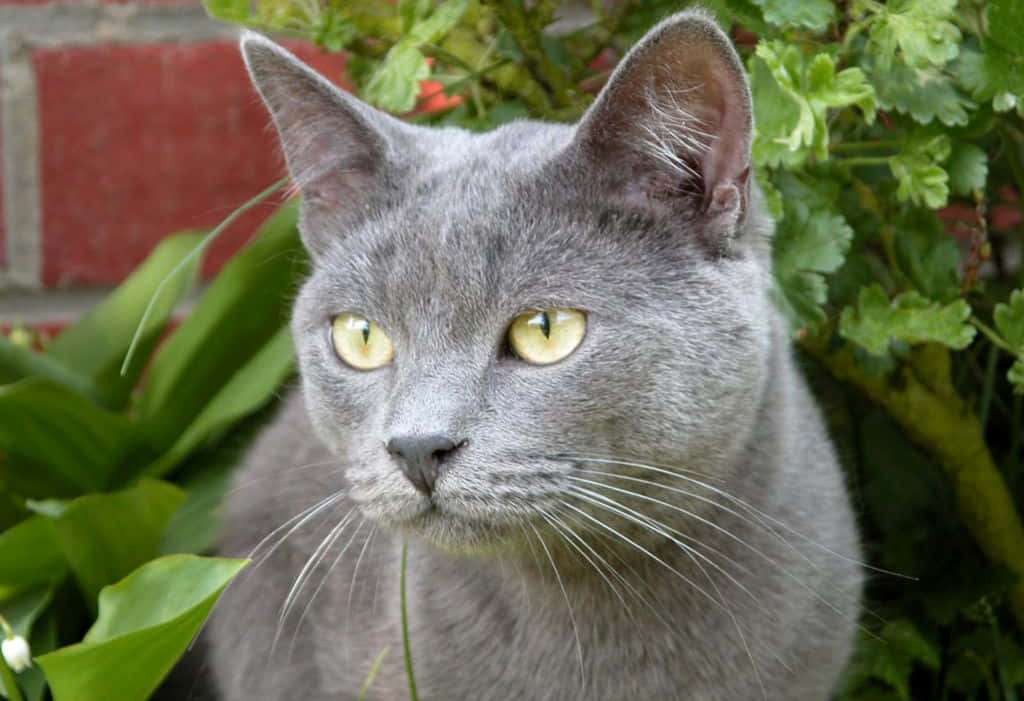 Chartreux, gray cat, bright yellow eyes, SD Desktop Wallpaper