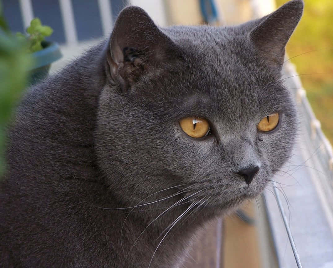 Chartreux, 1075 x 864, sleek gray cat, SD Desktop Wallpaper