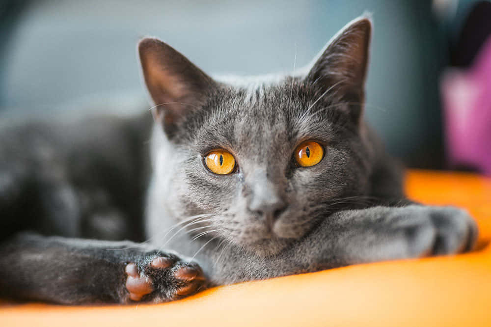Chartreux, gray cat, amber eyes, SD Desktop Wallpaper