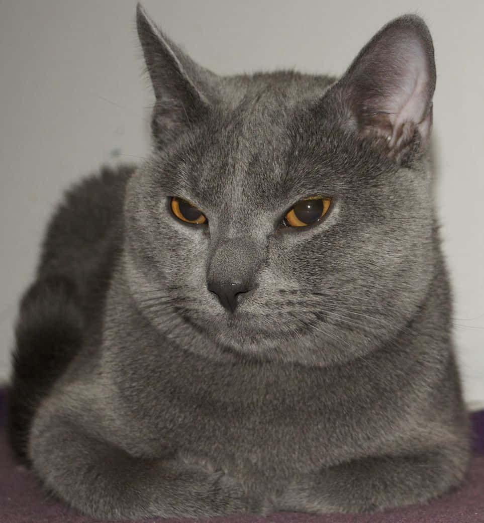Chartreux, gray cat, amber eyes, SD Phone Wallpaper