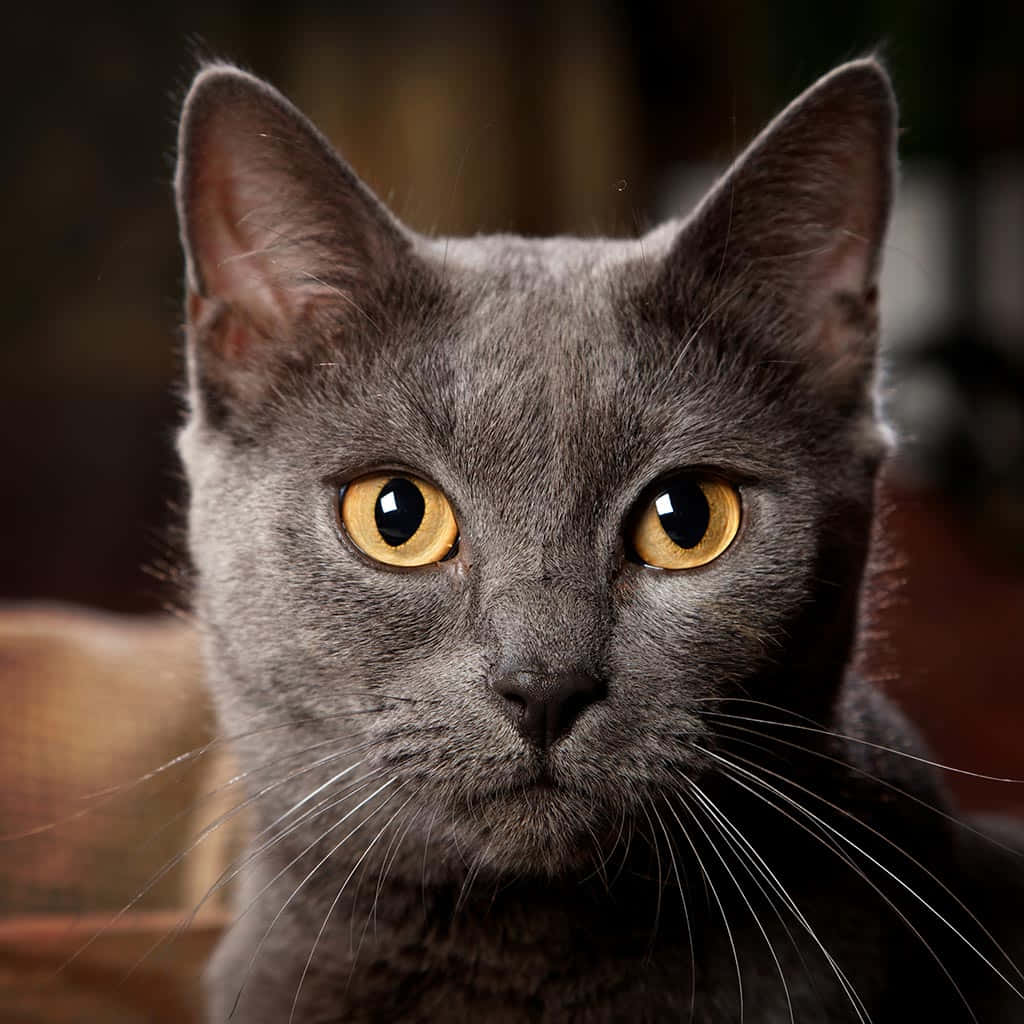 Chartreux, gray cat, golden eyes, SD Desktop Wallpaper