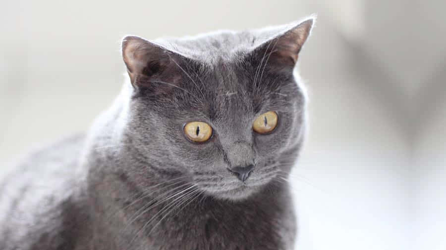 Chartreux, gray cat, yellow eyes, SD Desktop Wallpaper