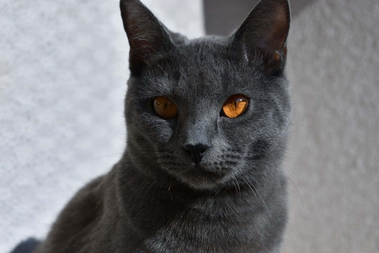 Chartreux, gray cat, amber eyes, HD Desktop Wallpaper