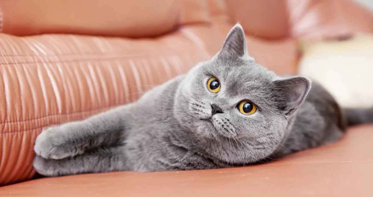 Chartreux, gray British Shorthair, bright yellow eyes, HD Desktop Wallpaper