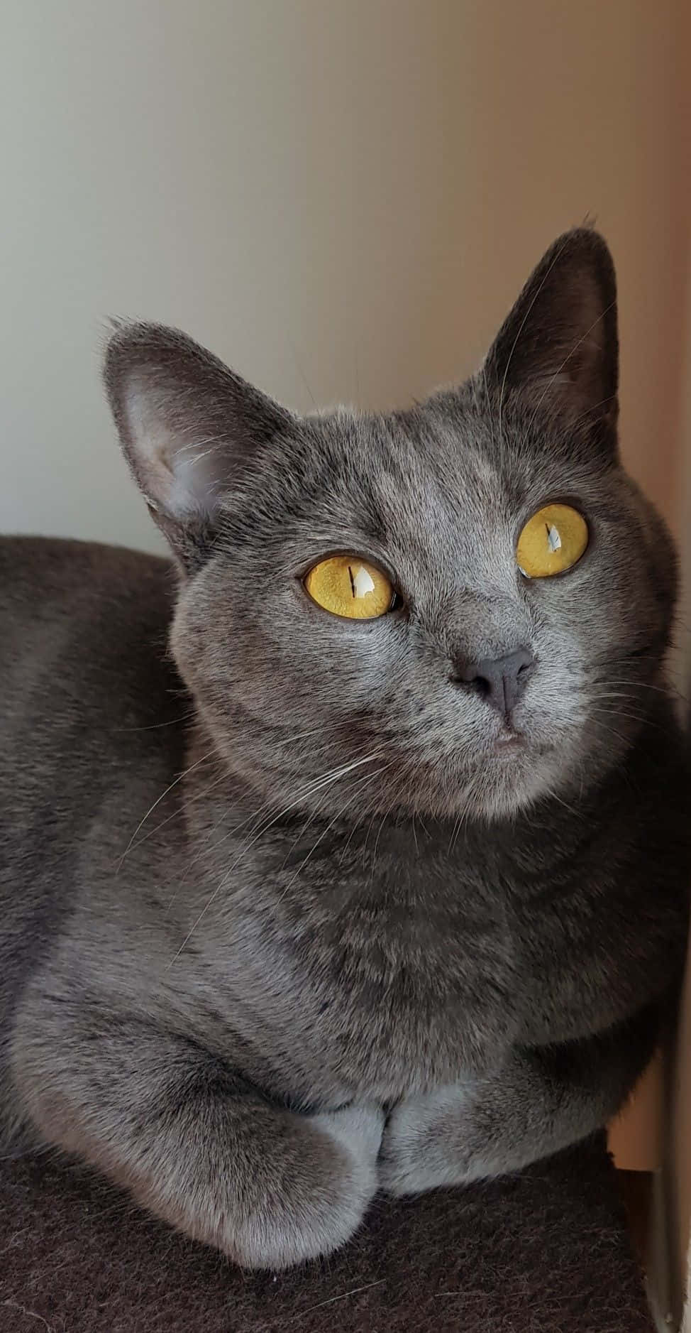Chartreux, gray cat, golden eyes, HD Phone Wallpaper
