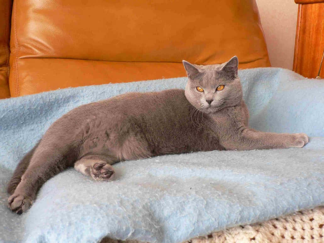Chartreux, gray cat, amber eyes, SD Desktop Wallpaper
