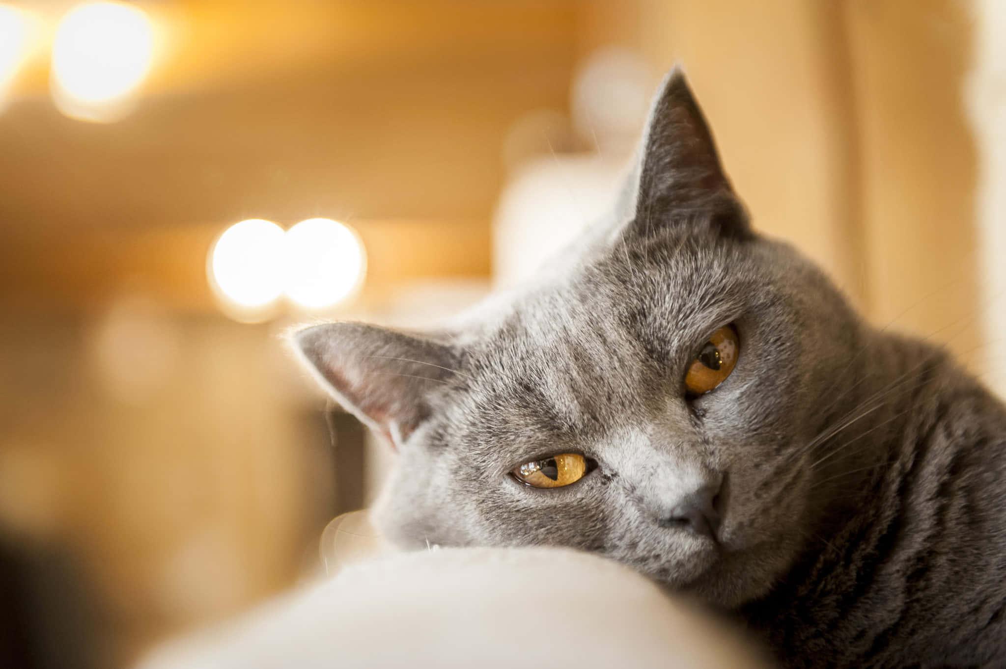 Chartreux, gray cat, amber eyes, Full HD Desktop Wallpaper