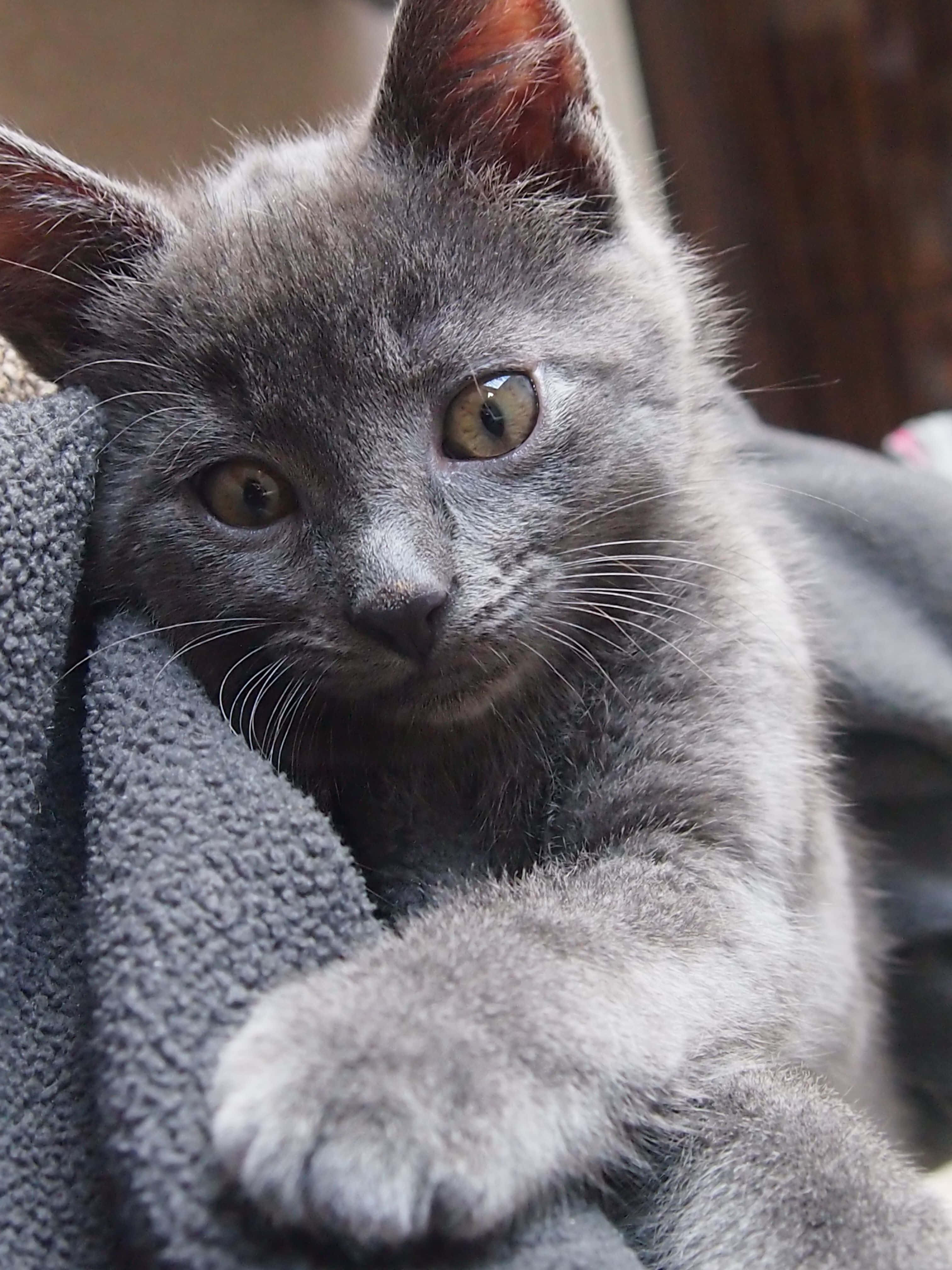 Chartreux, gray blanket, amber eyes, 4K Phone Wallpaper