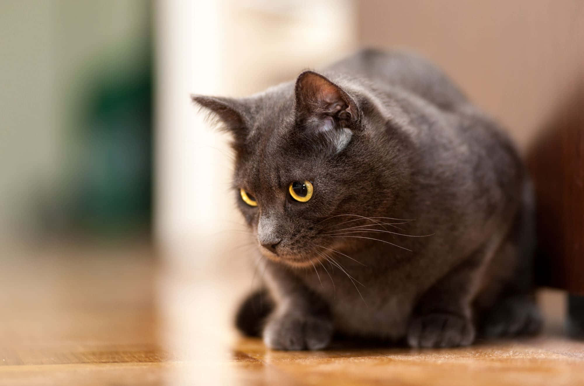 Chartreux, gray cat, yellow eyes, Full HD Desktop Wallpaper