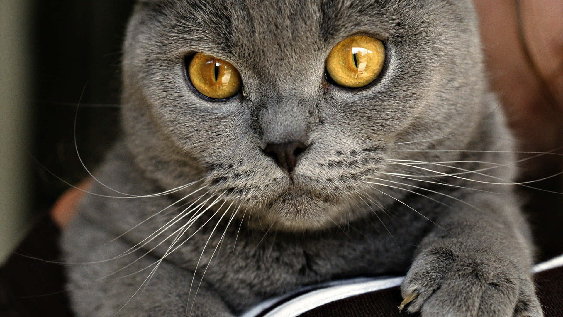 Chartreux, gray British Shorthair, golden eyes, Full HD Desktop Wallpaper