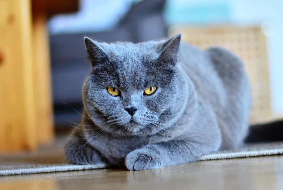 Chartreux, 960 x 643, gray British Shorthair cat, SD Desktop Wallpaper