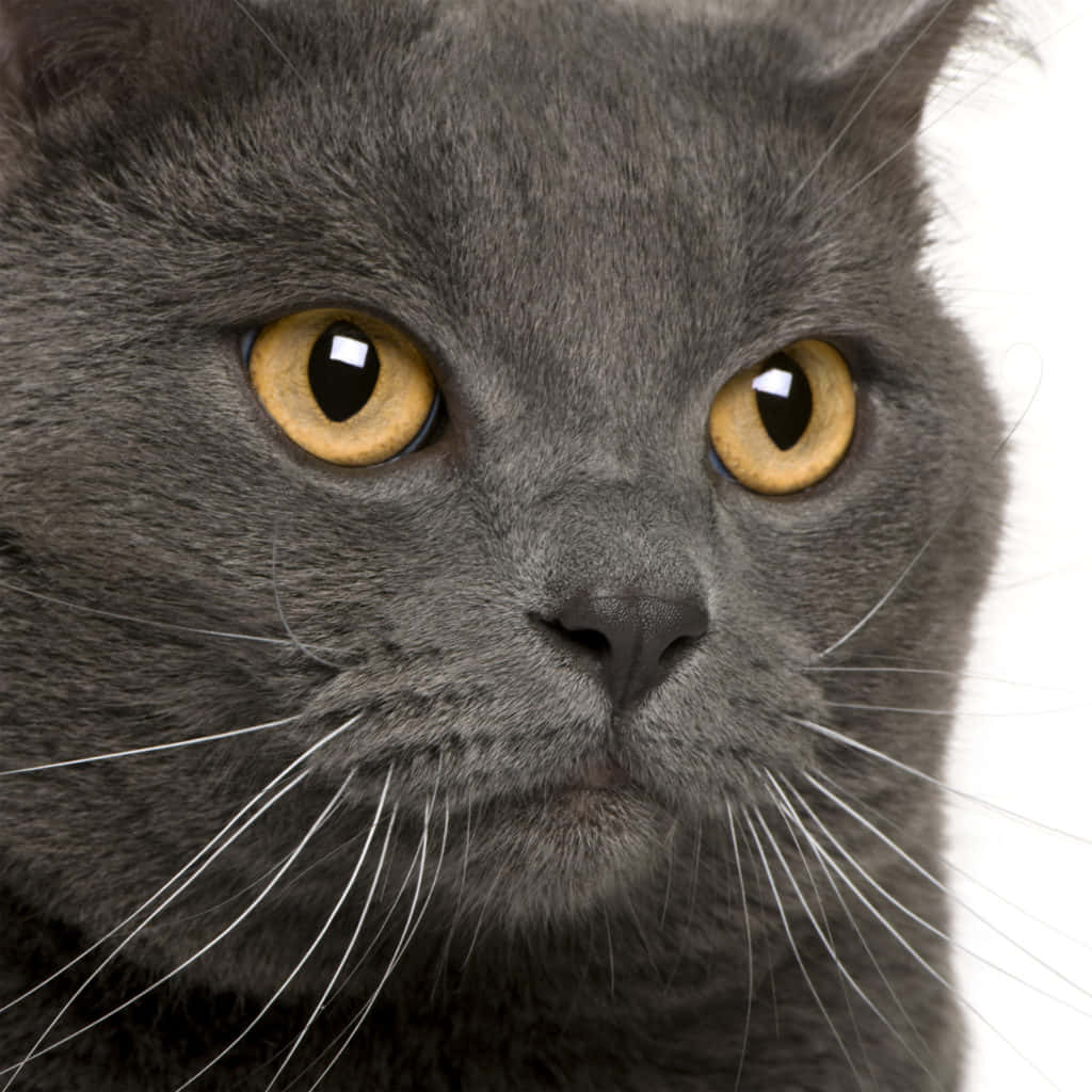 Chartreux, gray cat, amber eyes, SD Desktop Wallpaper