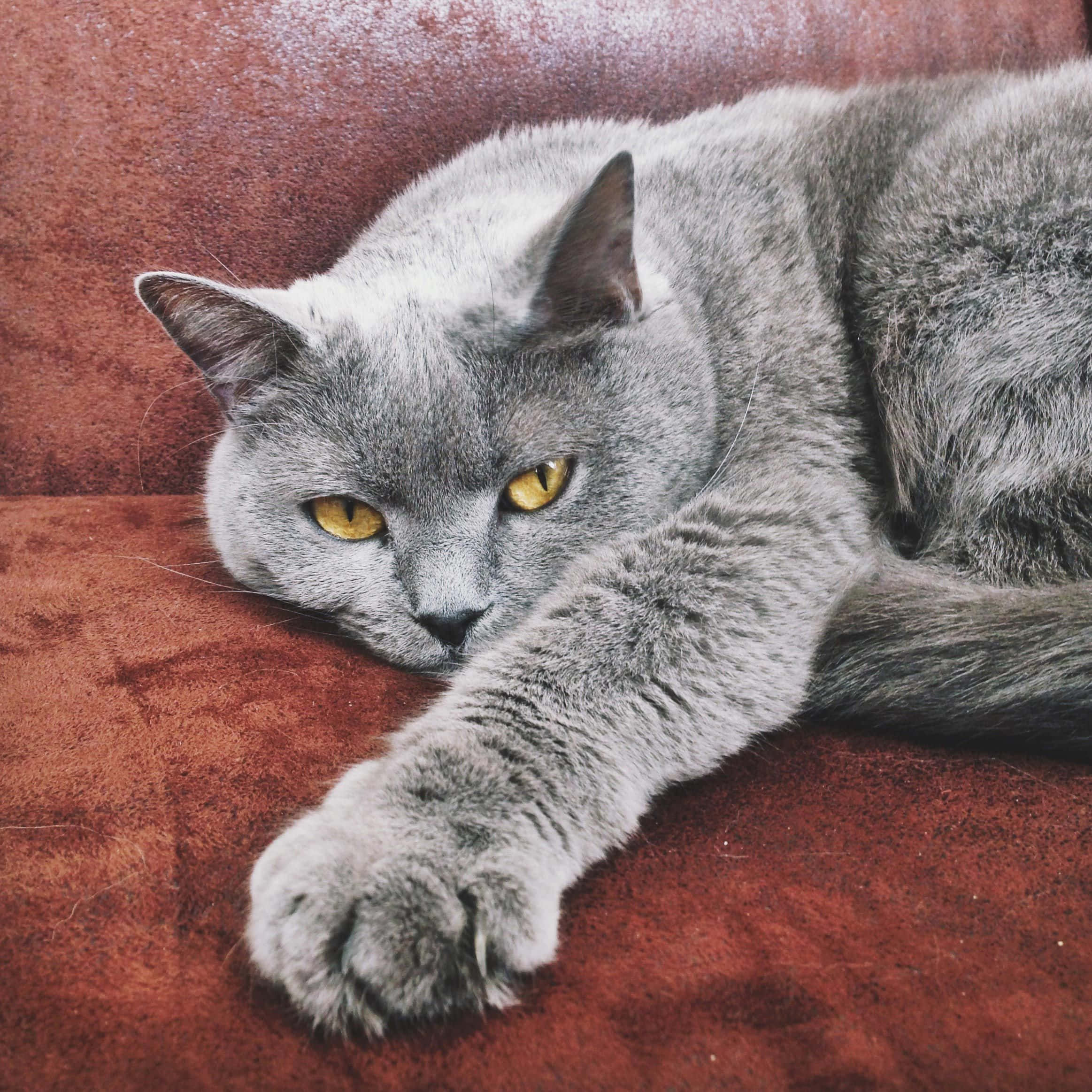 Chartreux, gray British Shorthair cat, yellow eyes, Full HD Desktop Wallpaper
