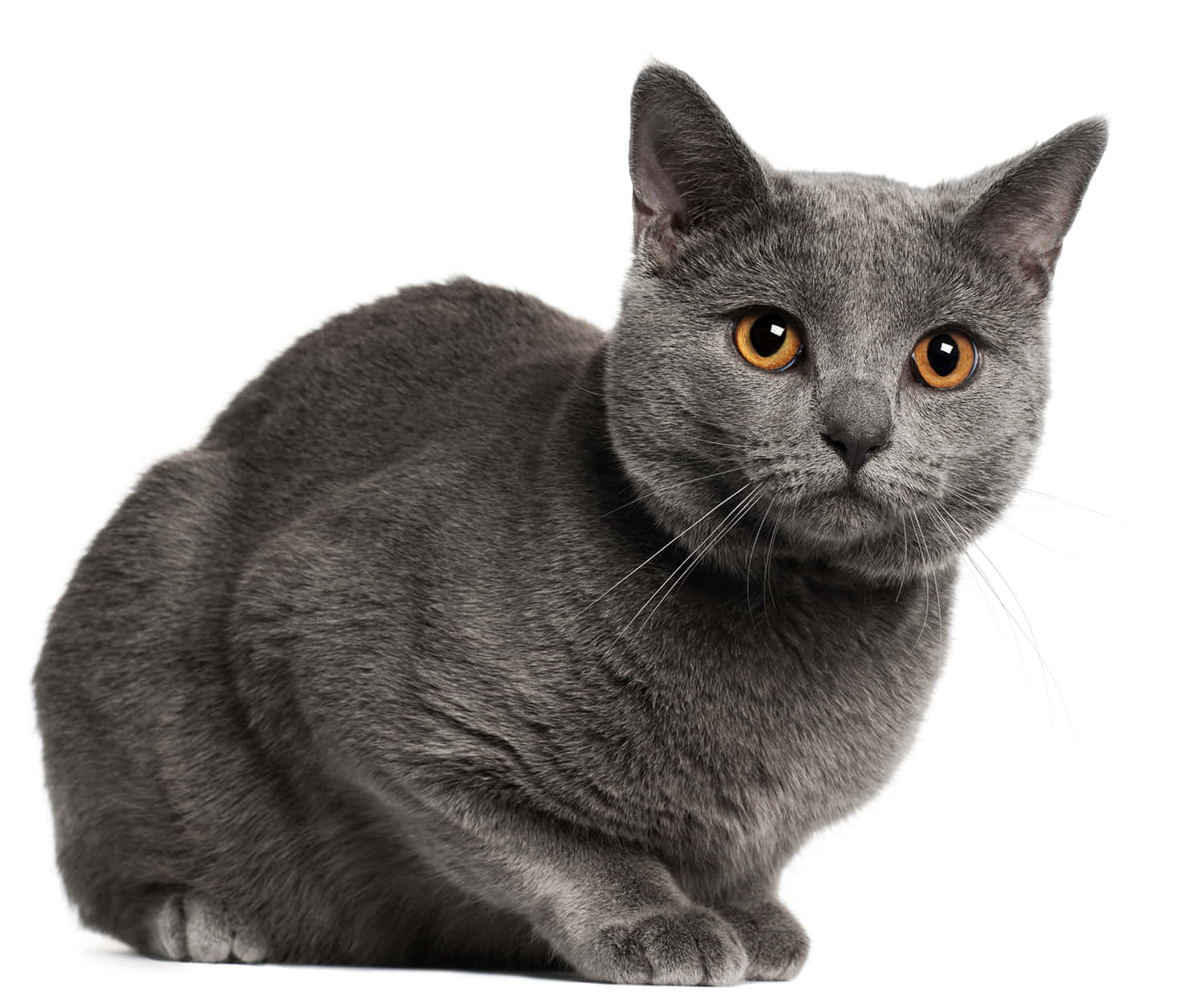 Chartreux, gray, amber eyes, HD Desktop Wallpaper