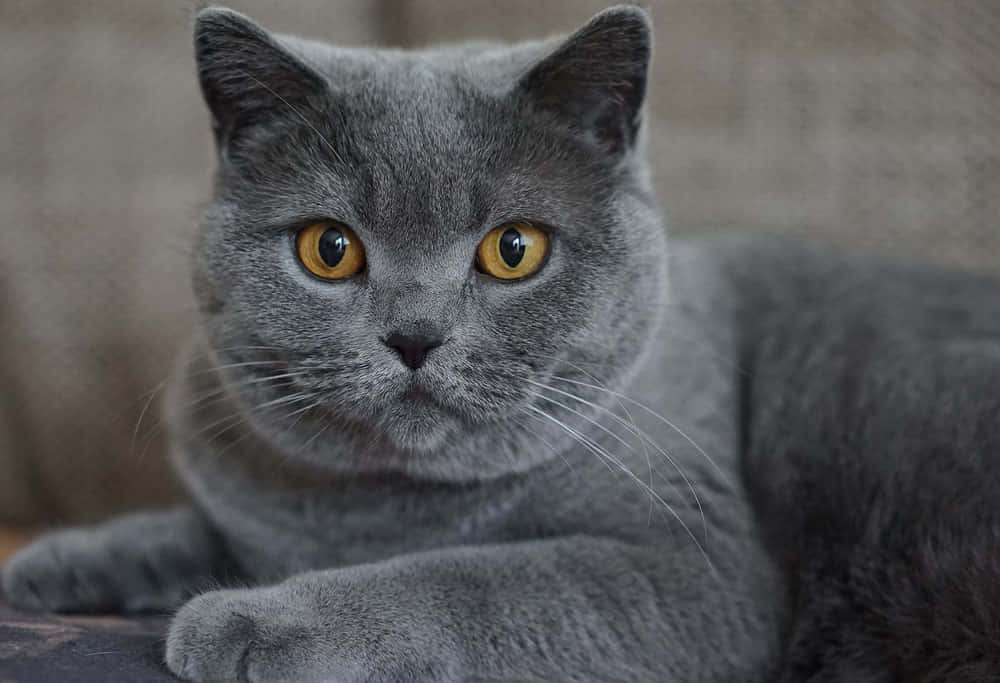 Chartreux, fluffy gray British Shorthair, amber eyes, SD Desktop Wallpaper
