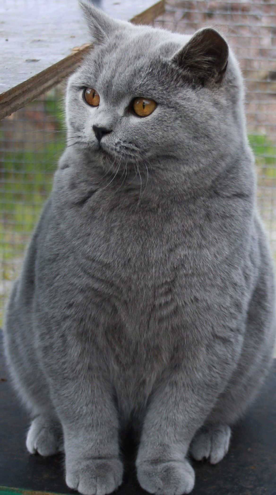Chartreux, 1168 x 2094, fluffy gray British Shorthair, Full HD Phone Wallpaper