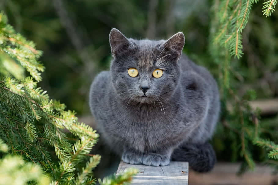Chartreux, gray cat, yellow eyes, SD Desktop Wallpaper