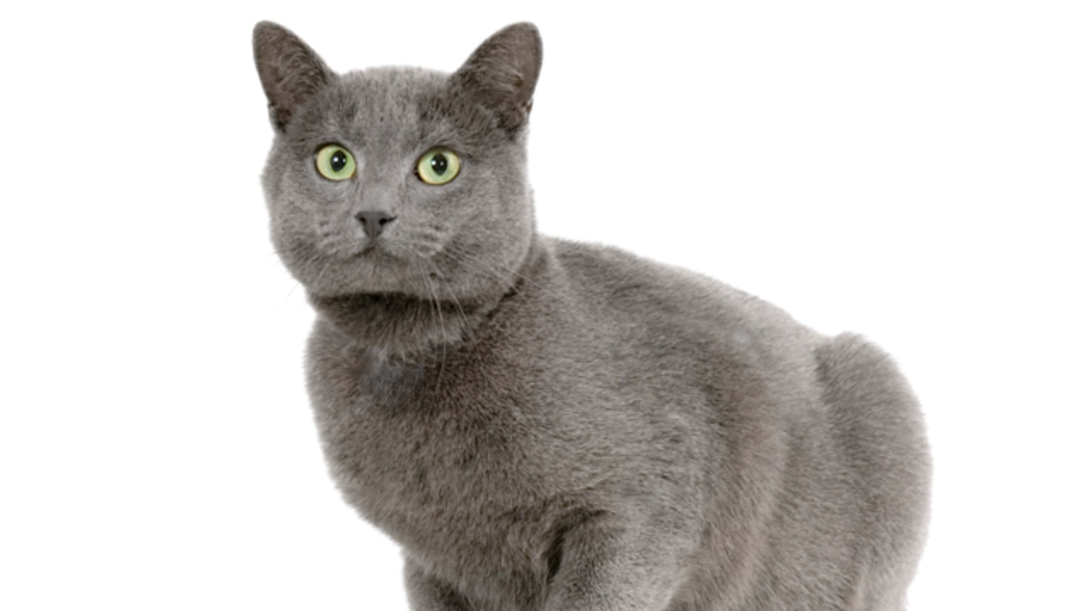 Chartreux, gray cat, bright green eyes, Full HD Desktop Wallpaper