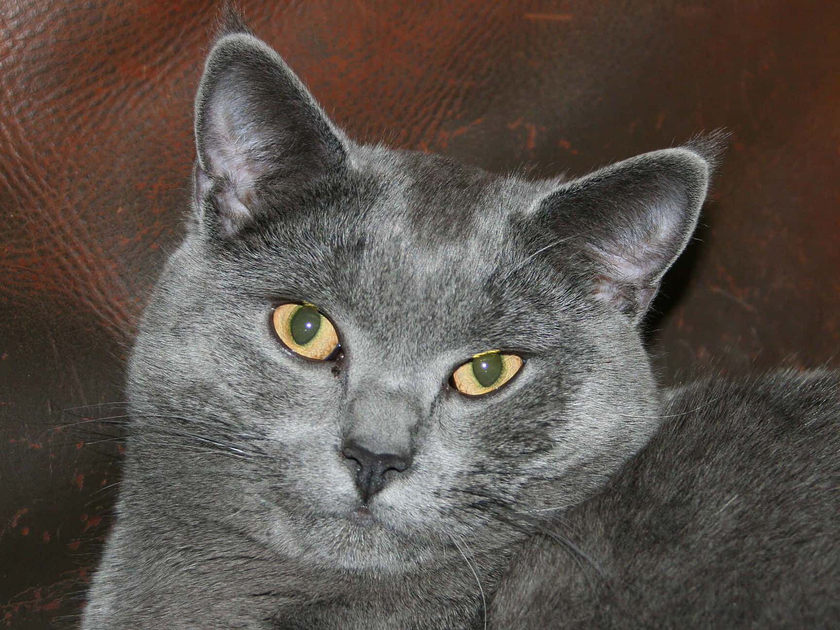 Chartreux, gray cat, yellow eyes, HD Desktop Wallpaper