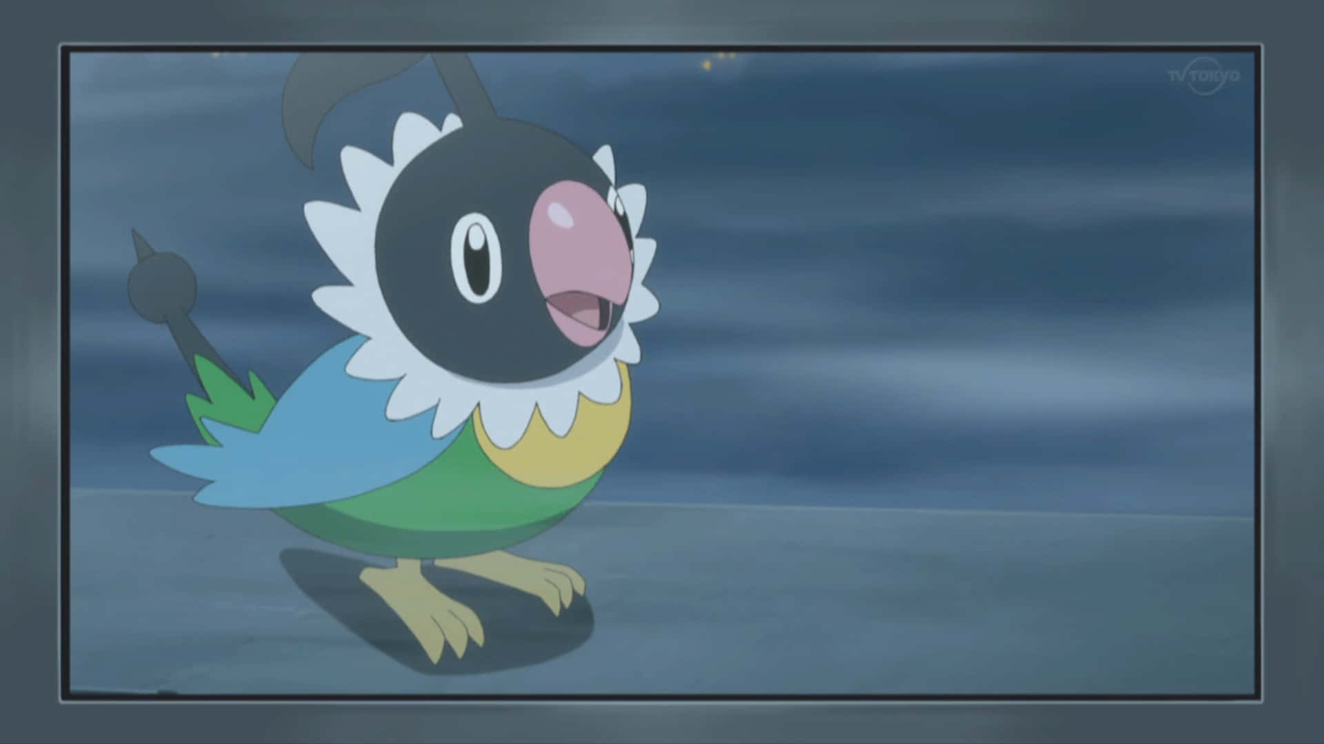 Chatot, black head, white ruff, Full HD Desktop Wallpaper
