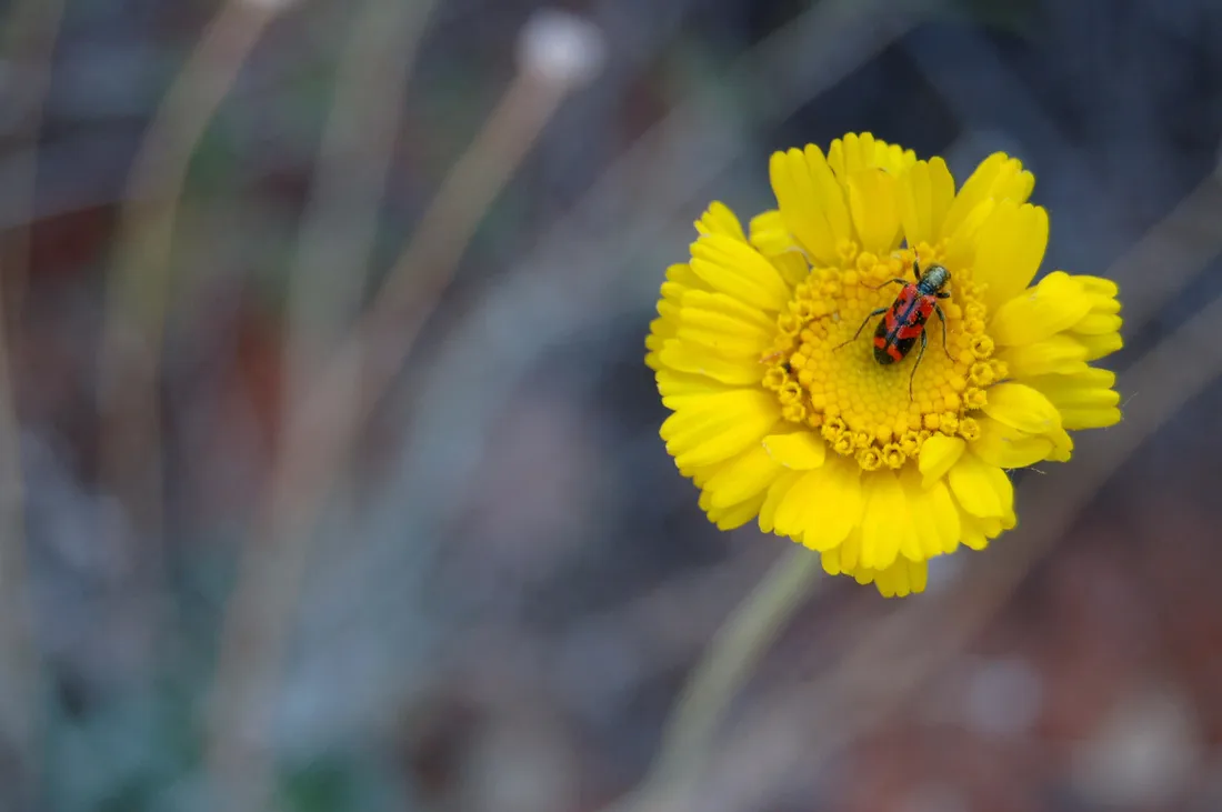 Checkered Beetle